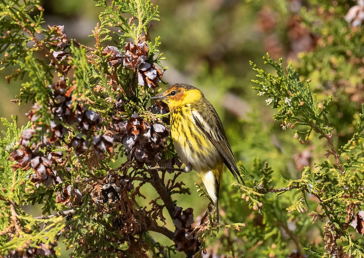 Cape May Warbler - ML616926801