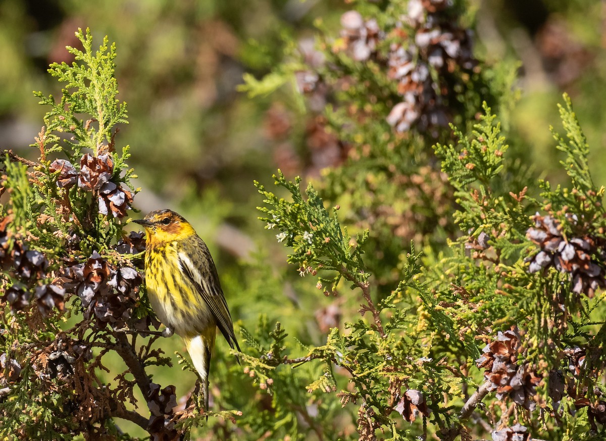 Cape May Warbler - Liam Huber