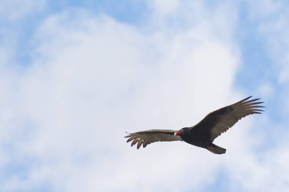 Turkey Vulture - Liam Huber
