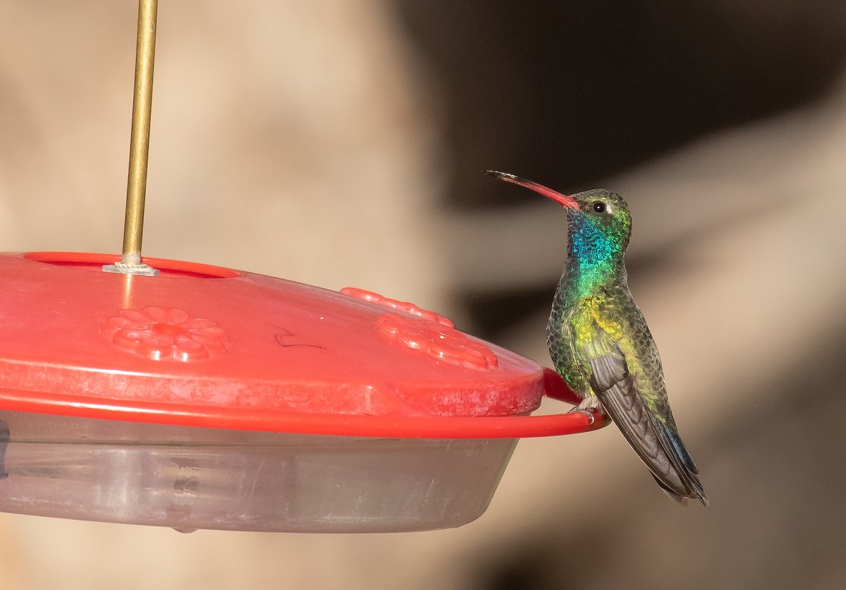 Broad-billed Hummingbird - Liam Huber