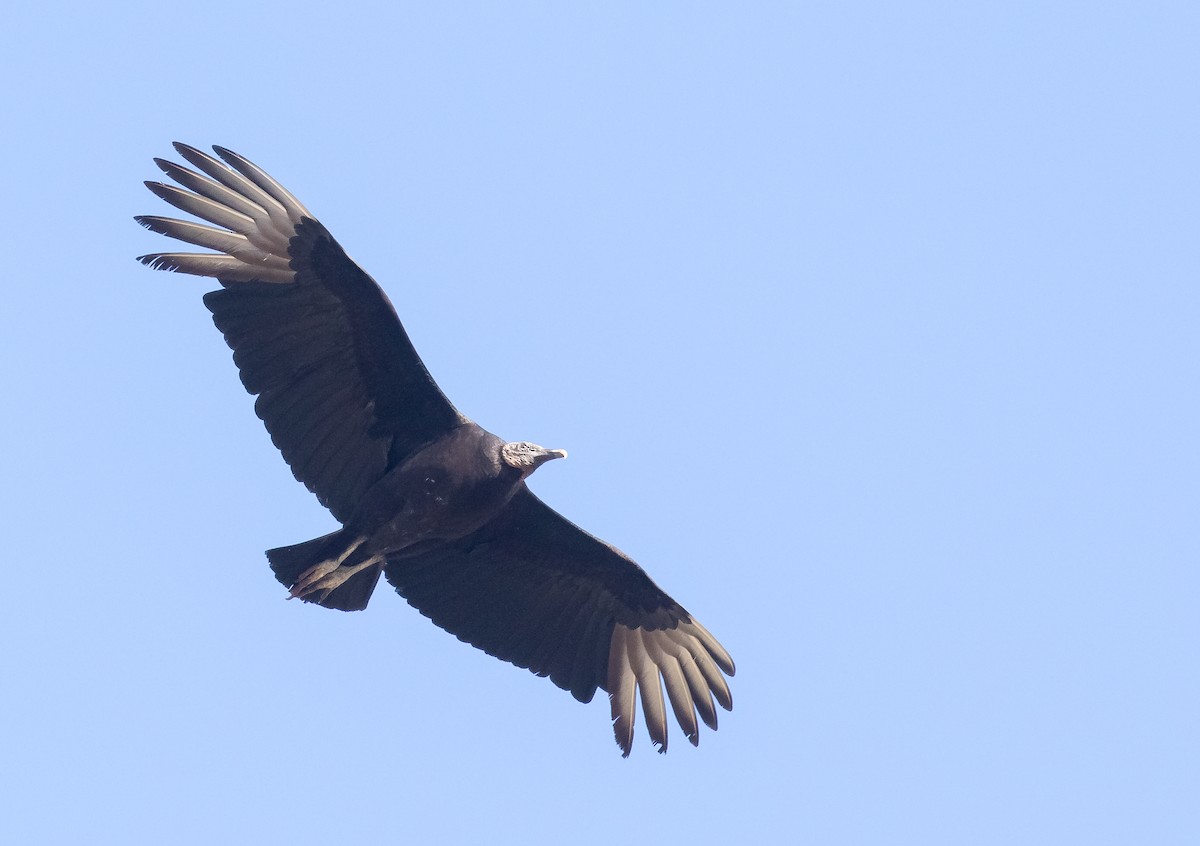 Black Vulture - ML616926823