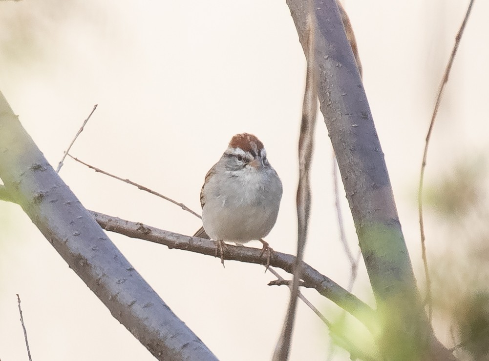 Chipping Sparrow - Liam Huber