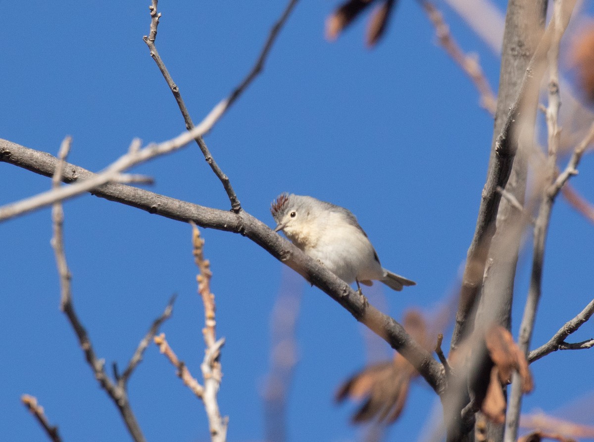 Lucy's Warbler - ML616926829