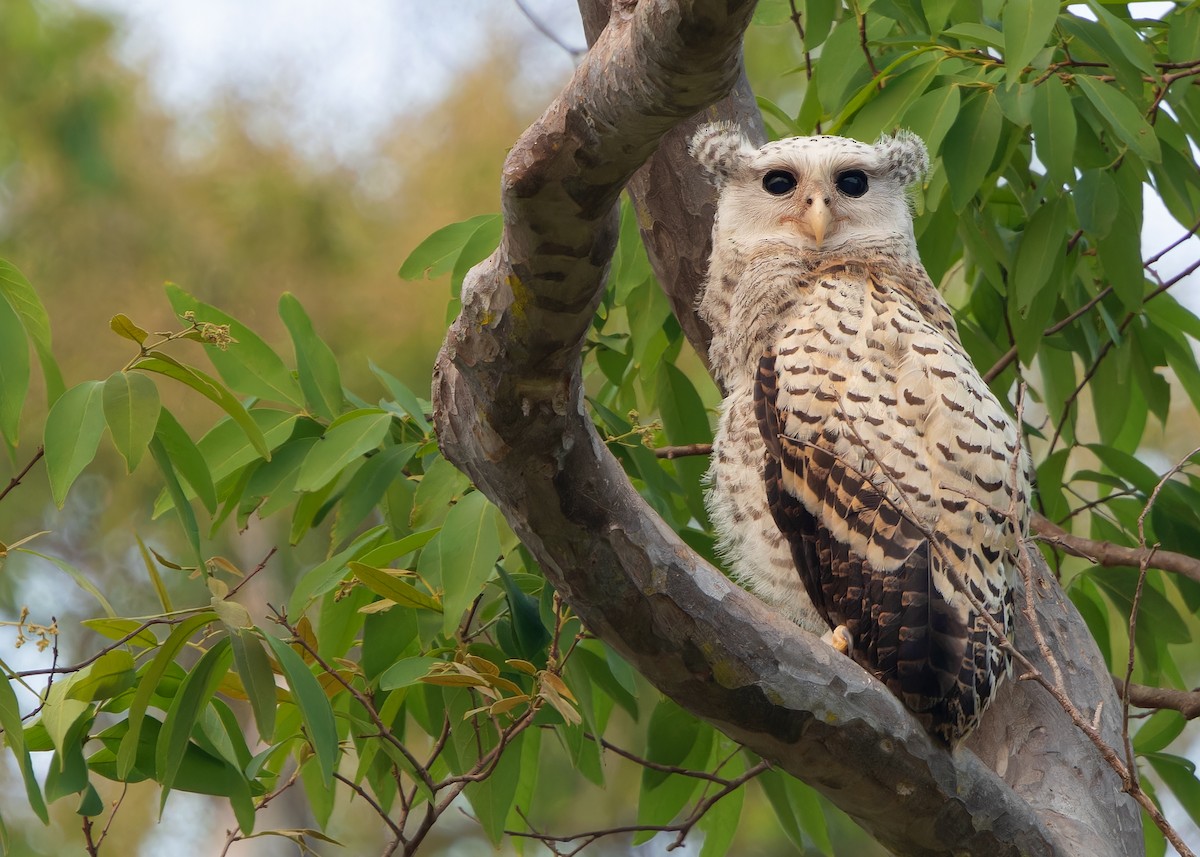 Spot-bellied Eagle-Owl - ML616926832