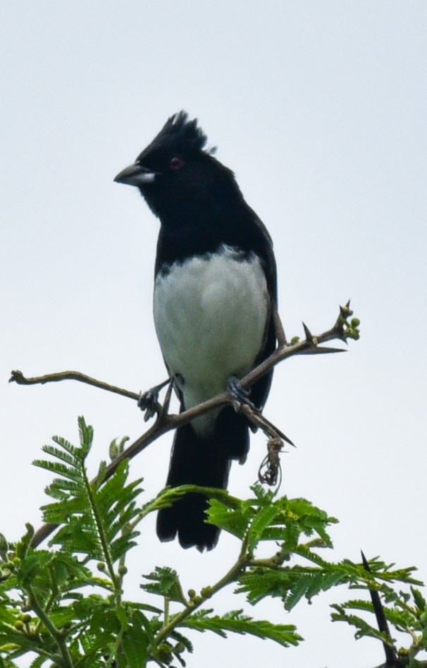 Black-and-white Tanager - ML616926840