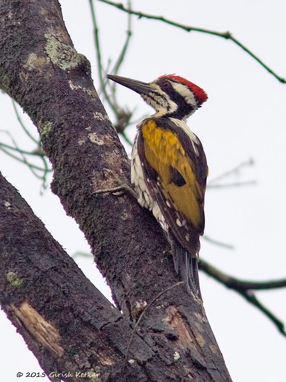 White-naped Woodpecker - GIRISH KETKAR