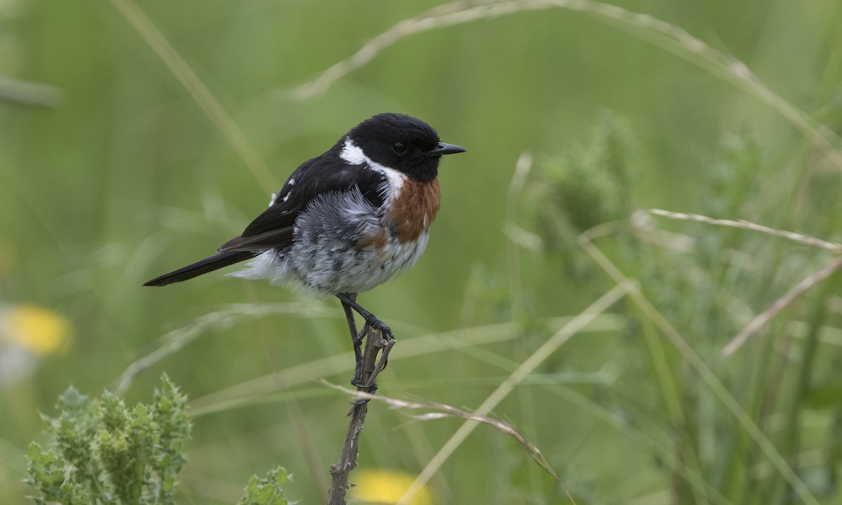 African Stonechat - ML616926976