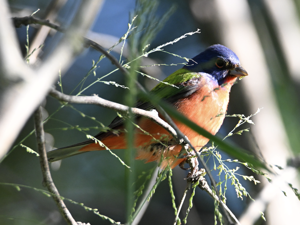 Painted Bunting - ML616927012