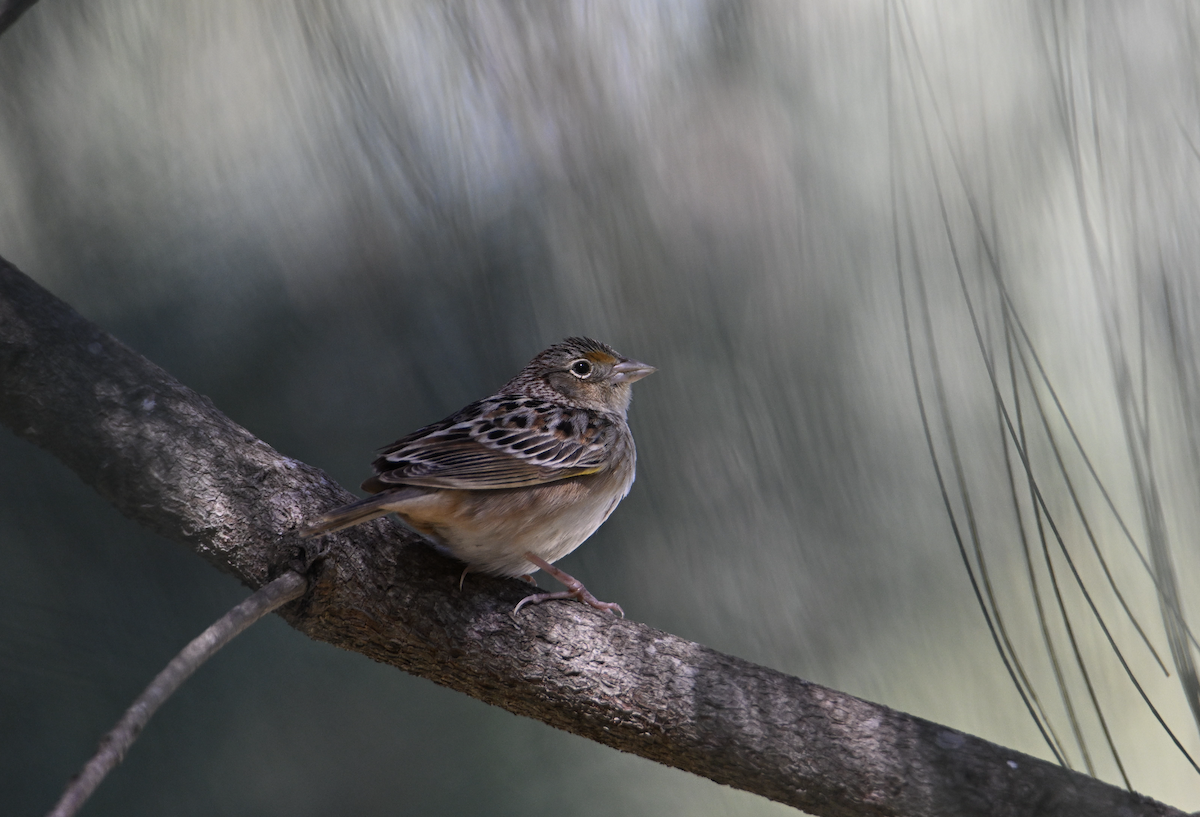 Grasshopper Sparrow - ML616927013