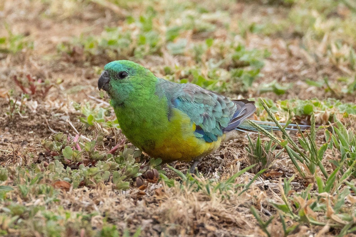 Red-rumped Parrot - ML616927022