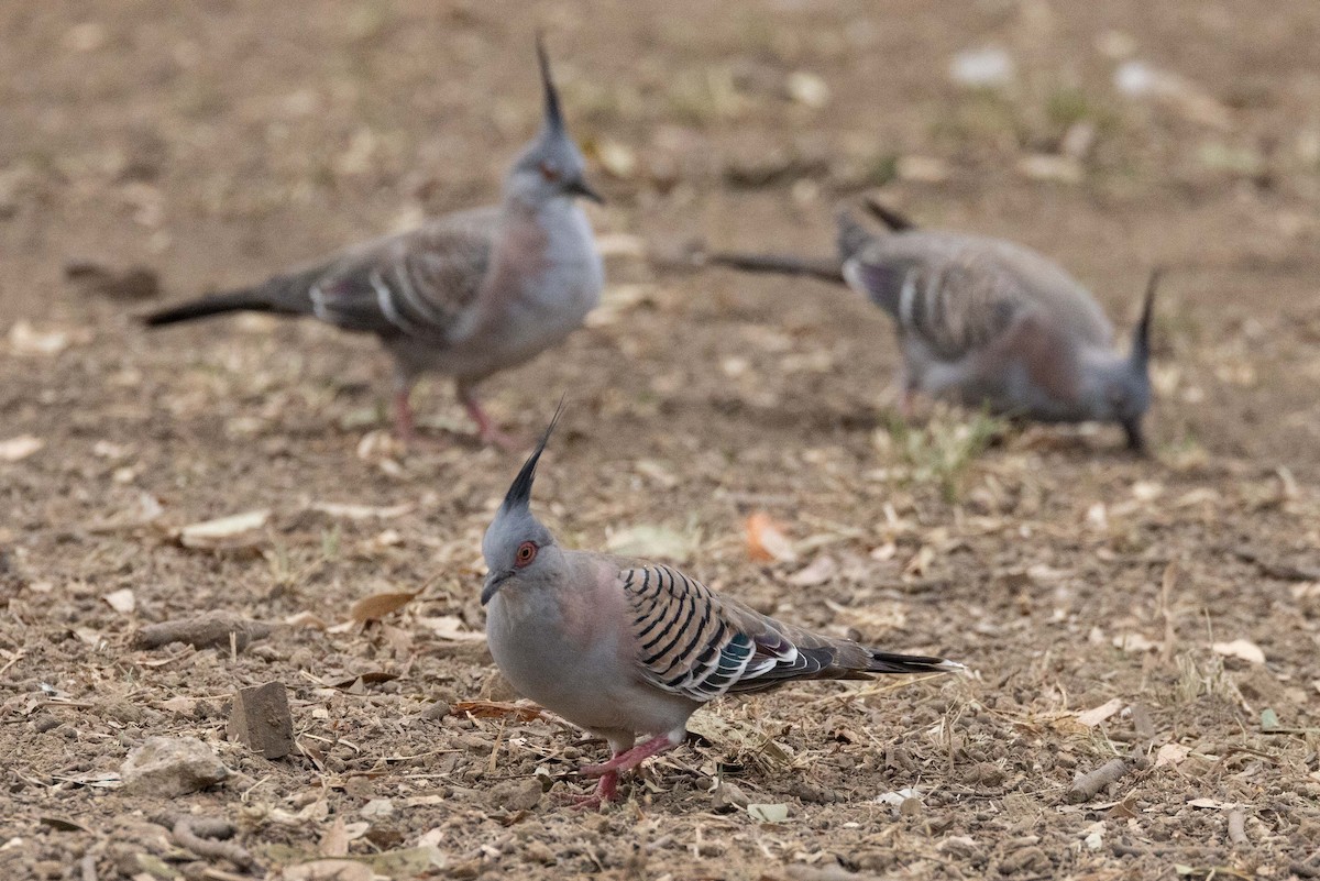 Crested Pigeon - ML616927073