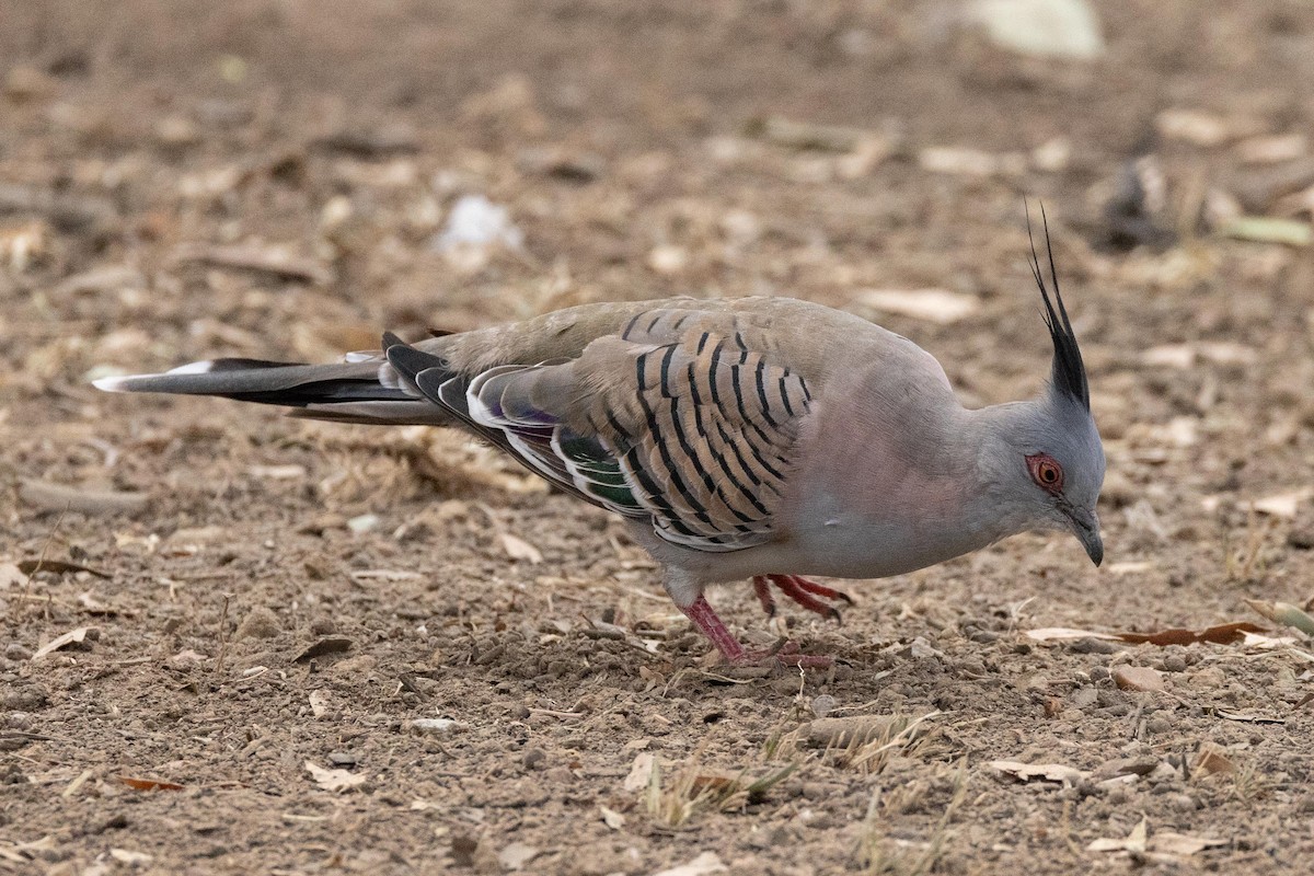 Crested Pigeon - ML616927074