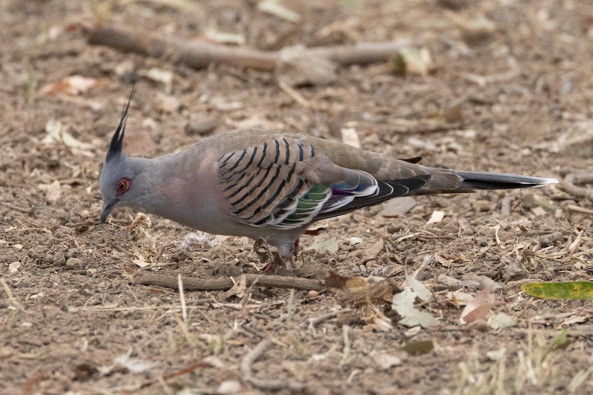Crested Pigeon - ML616927075