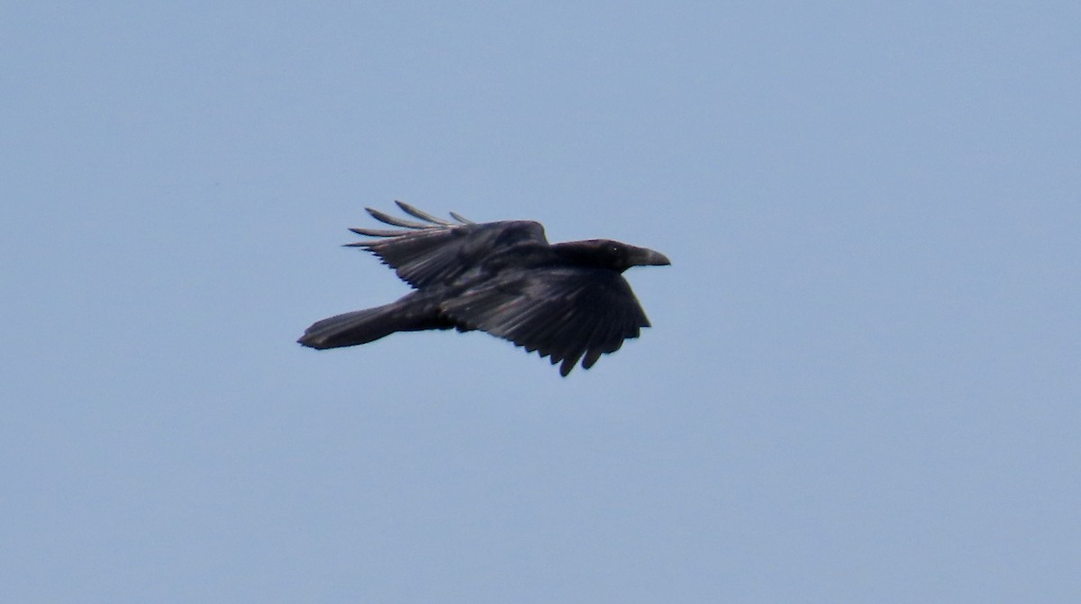 Common Raven - ML616927154