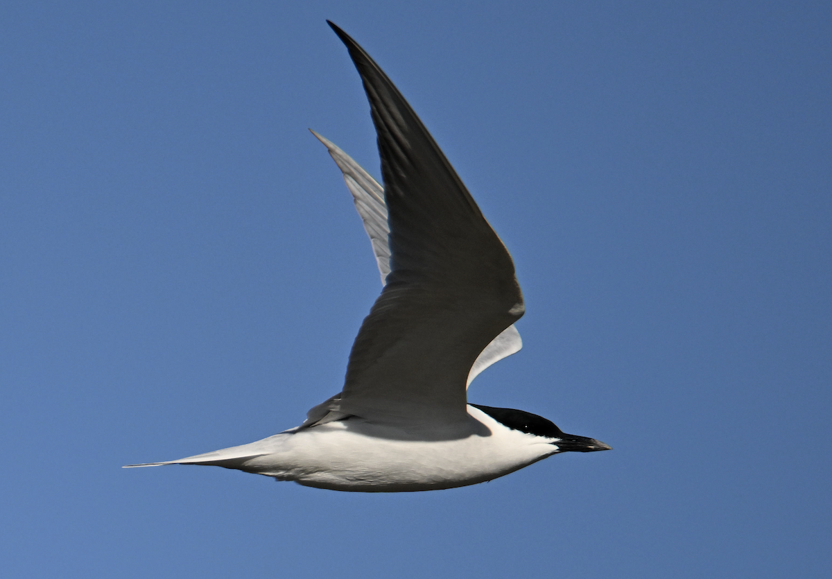 Gull-billed Tern - Leo Bix