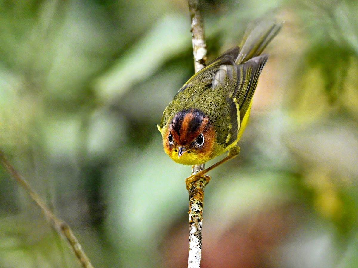 Yellow-breasted Warbler - ML616927201