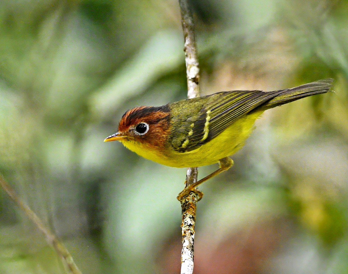 Yellow-breasted Warbler - ML616927202