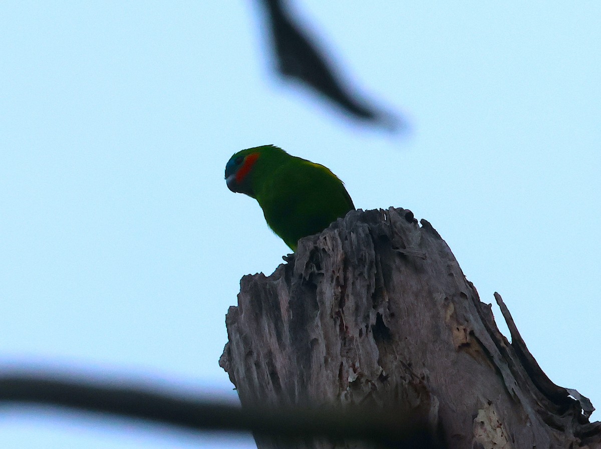 Double-eyed Fig-Parrot - Peter Valentine