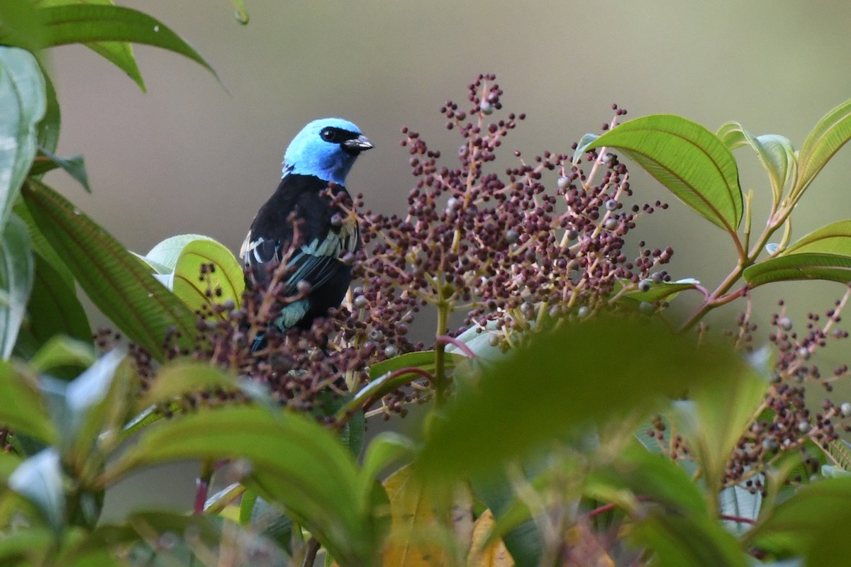 Blue-necked Tanager - ML616927254