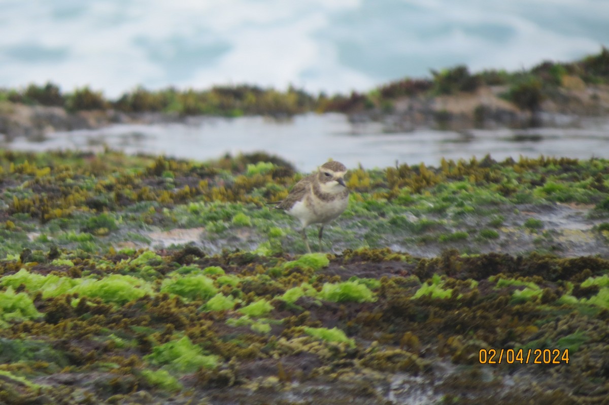 Double-banded Plover - ML616927304