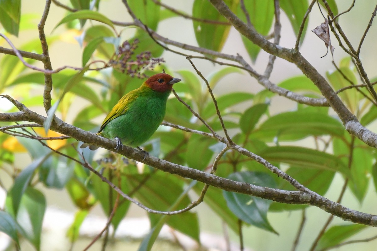 Bay-headed Tanager - ML616927306