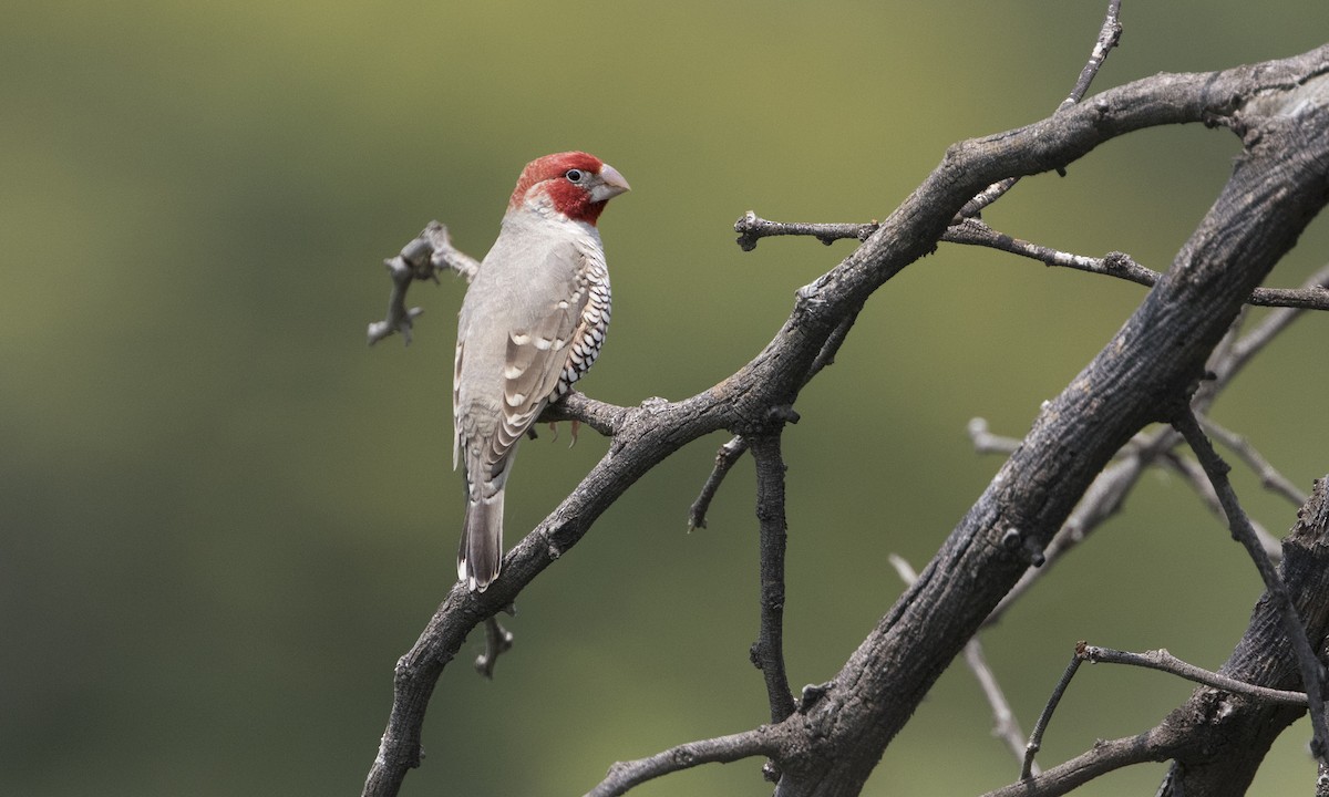 Red-headed Finch - ML616927309