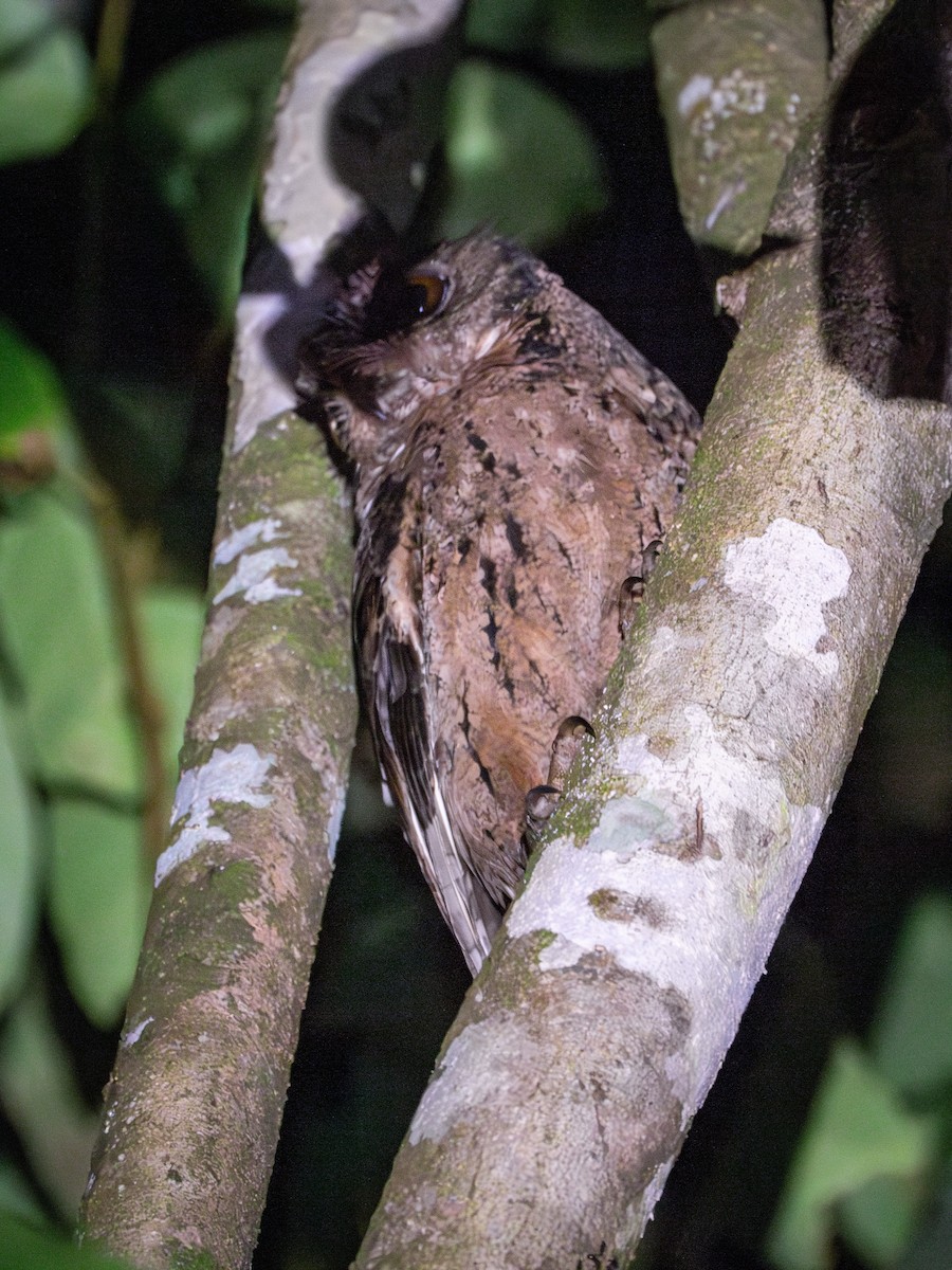 Sunda Scops-Owl - ML616927528