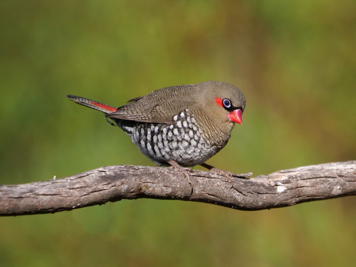 Red-eared Firetail - ML616927567