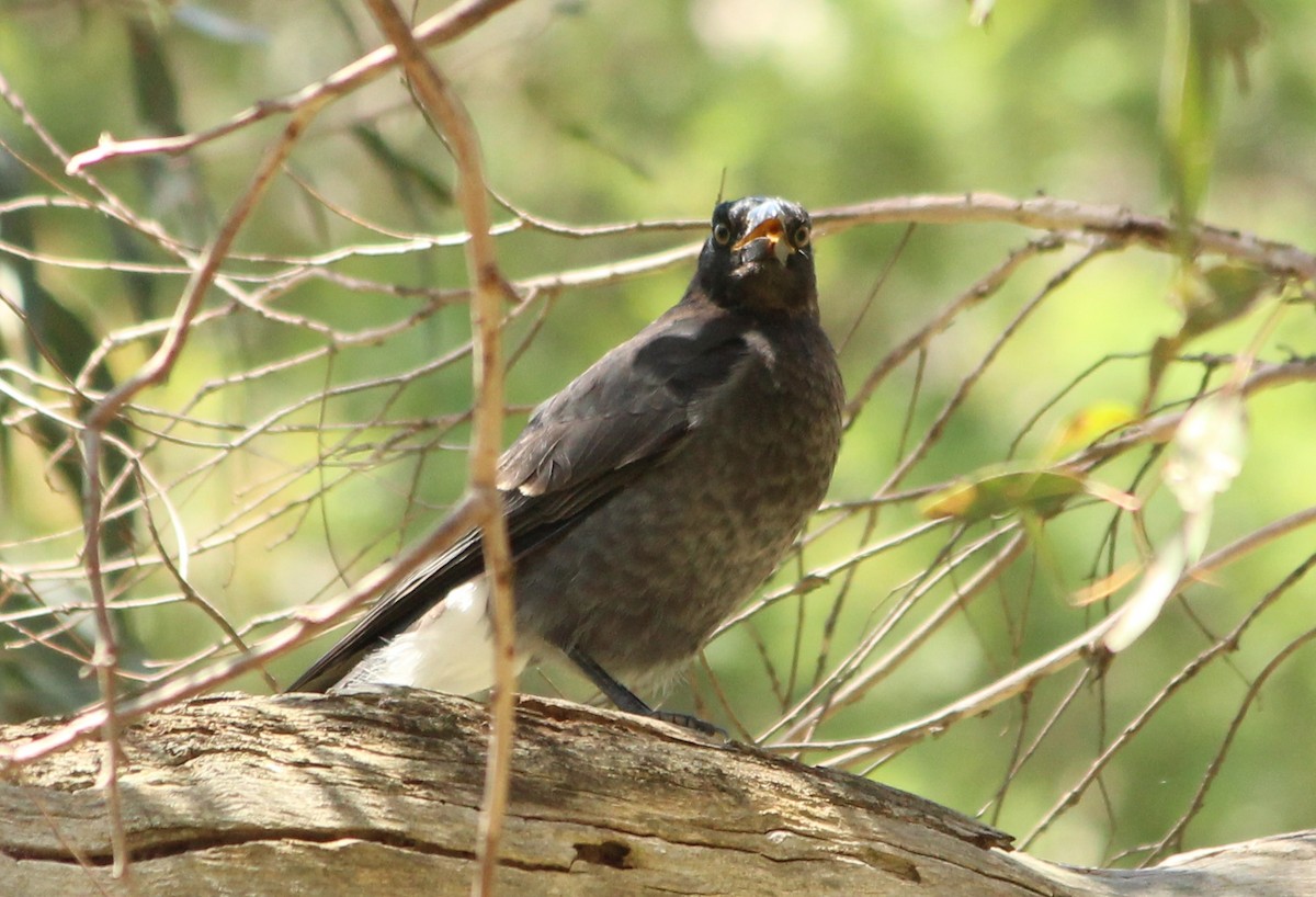 Pied Currawong - Janine Duffy