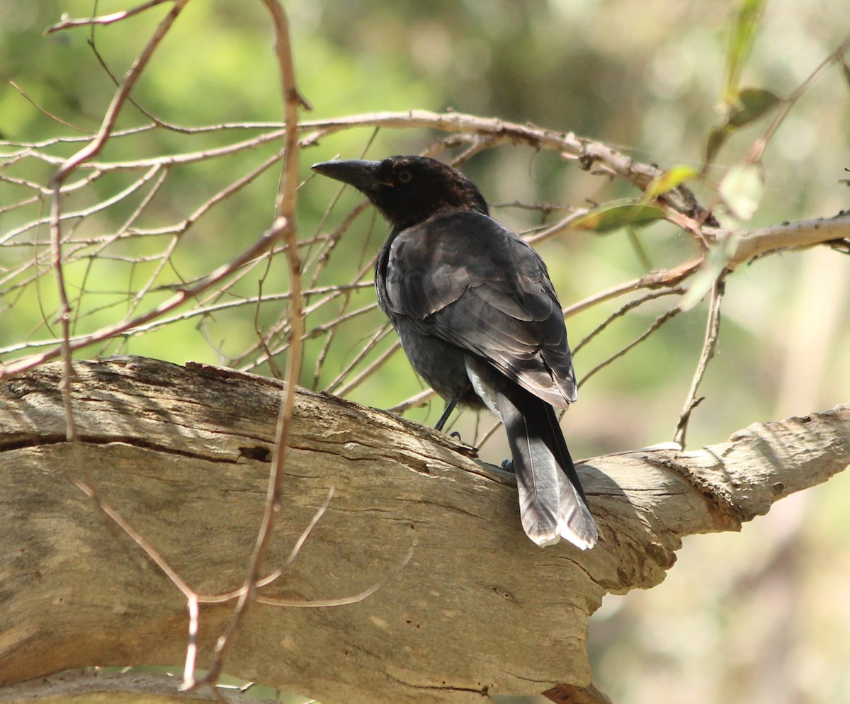 Pied Currawong - ML616927575