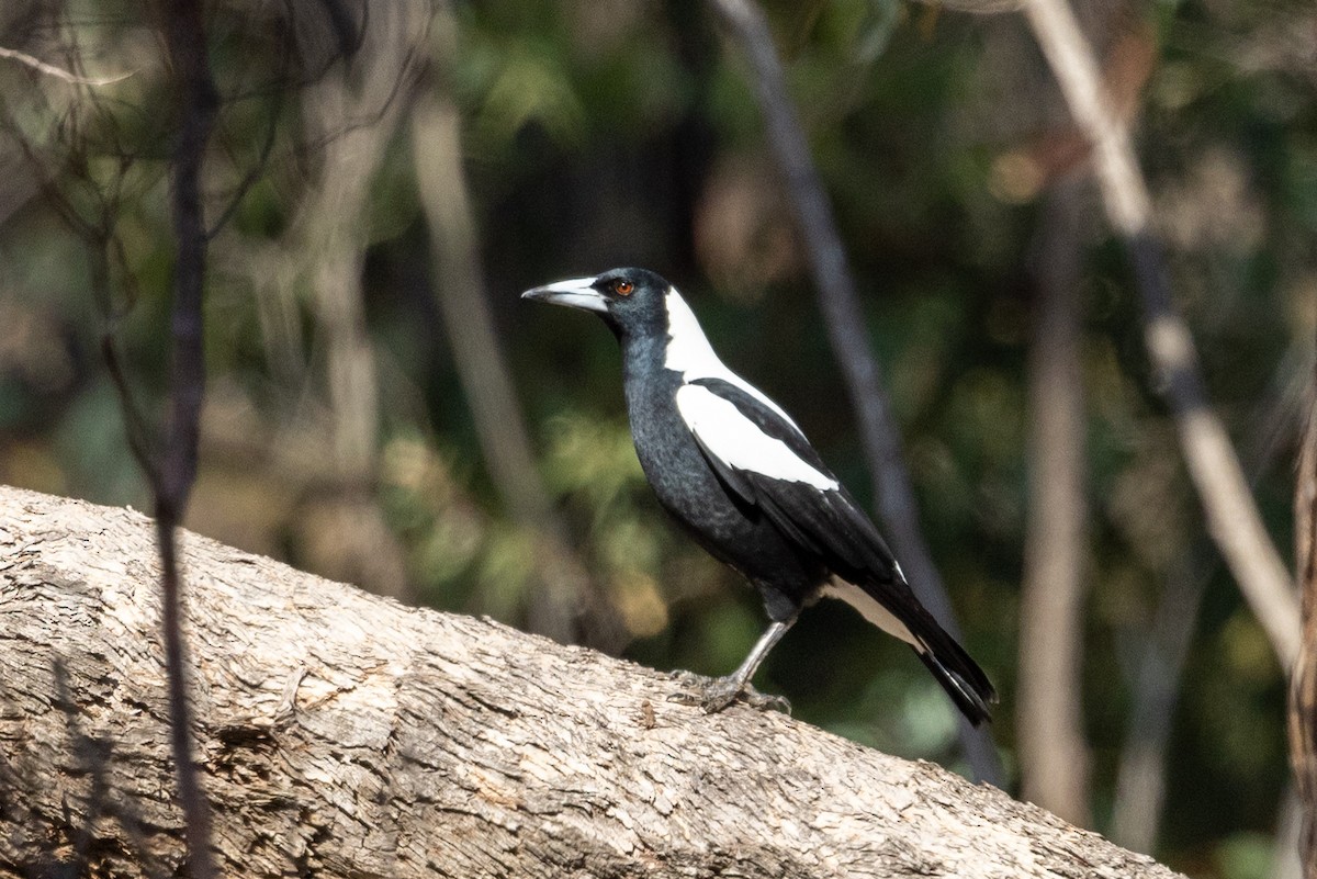 Australian Magpie (White-backed) - ML616927651