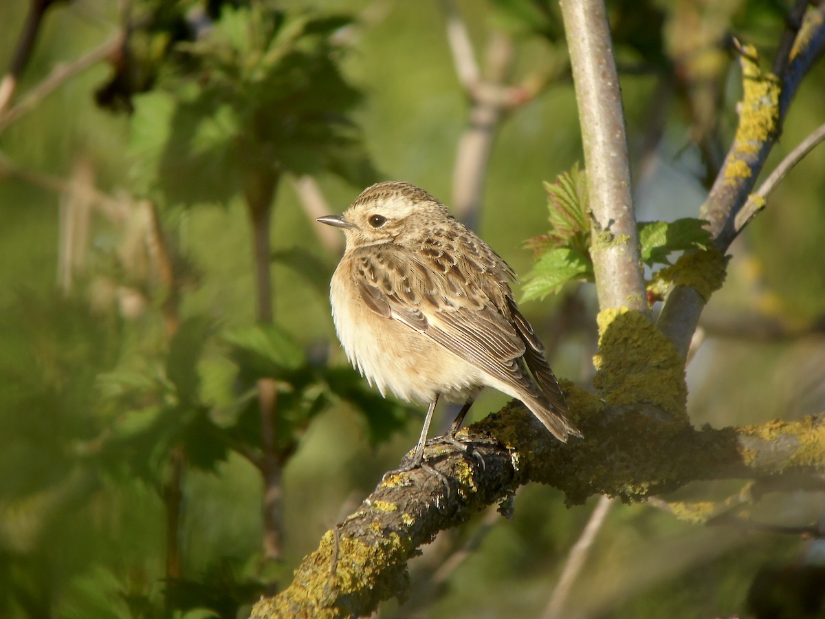 Whinchat - ML616927847