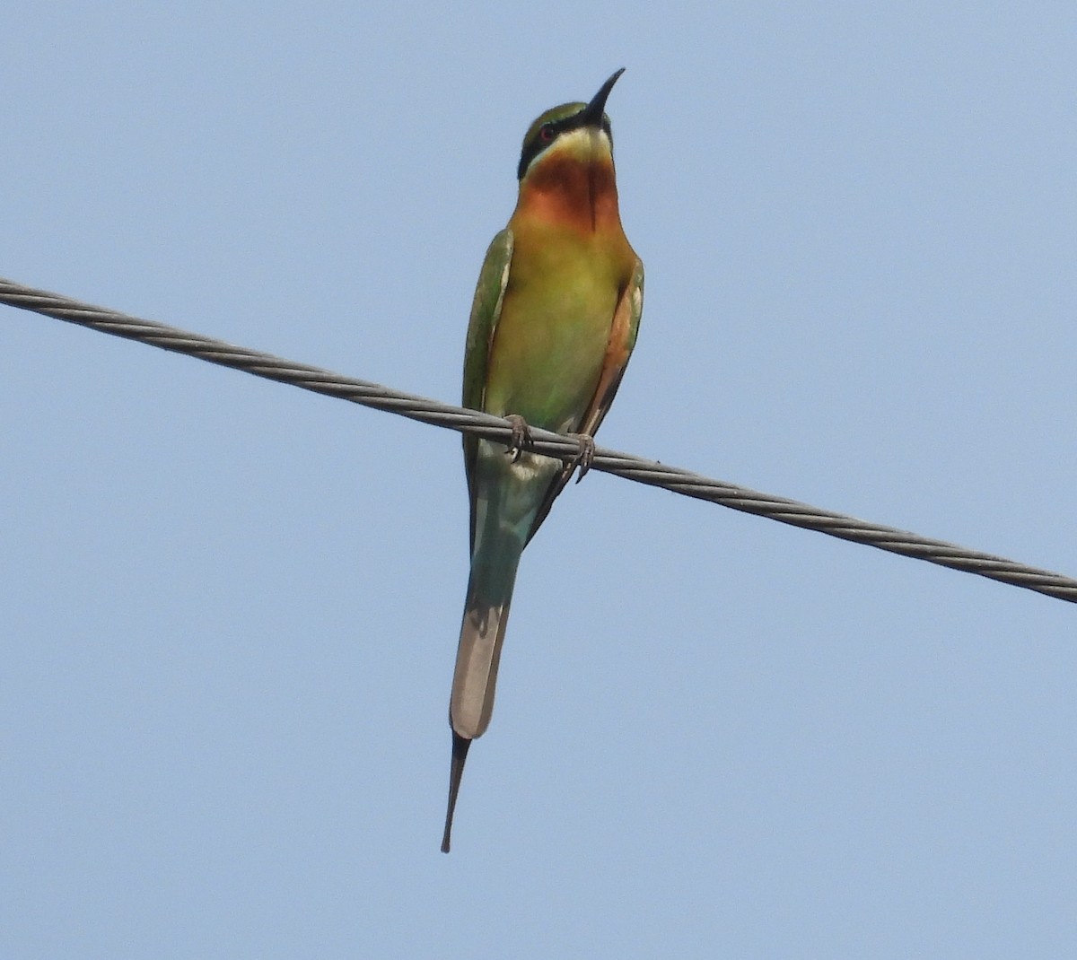 Blue-tailed Bee-eater - ML616927898