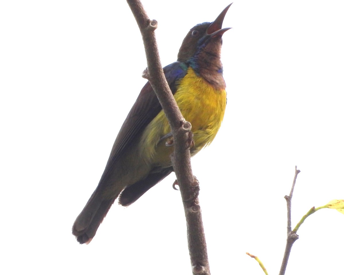 Brown-throated Sunbird - Rafael Berlanga