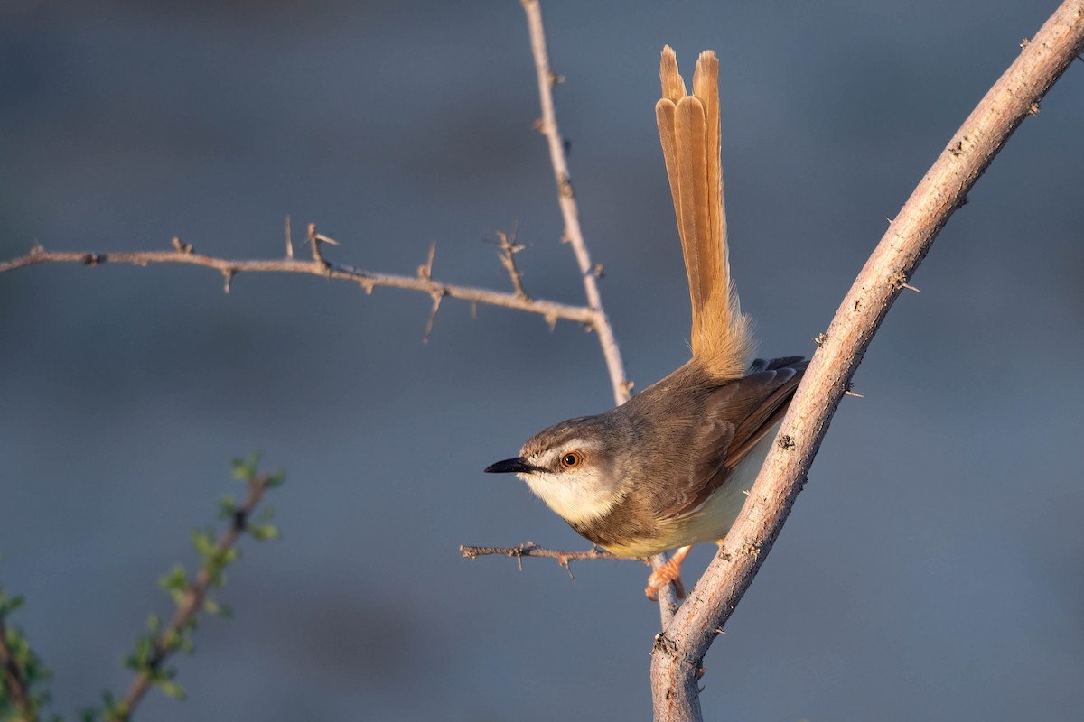 Black-chested Prinia - Terence Alexander
