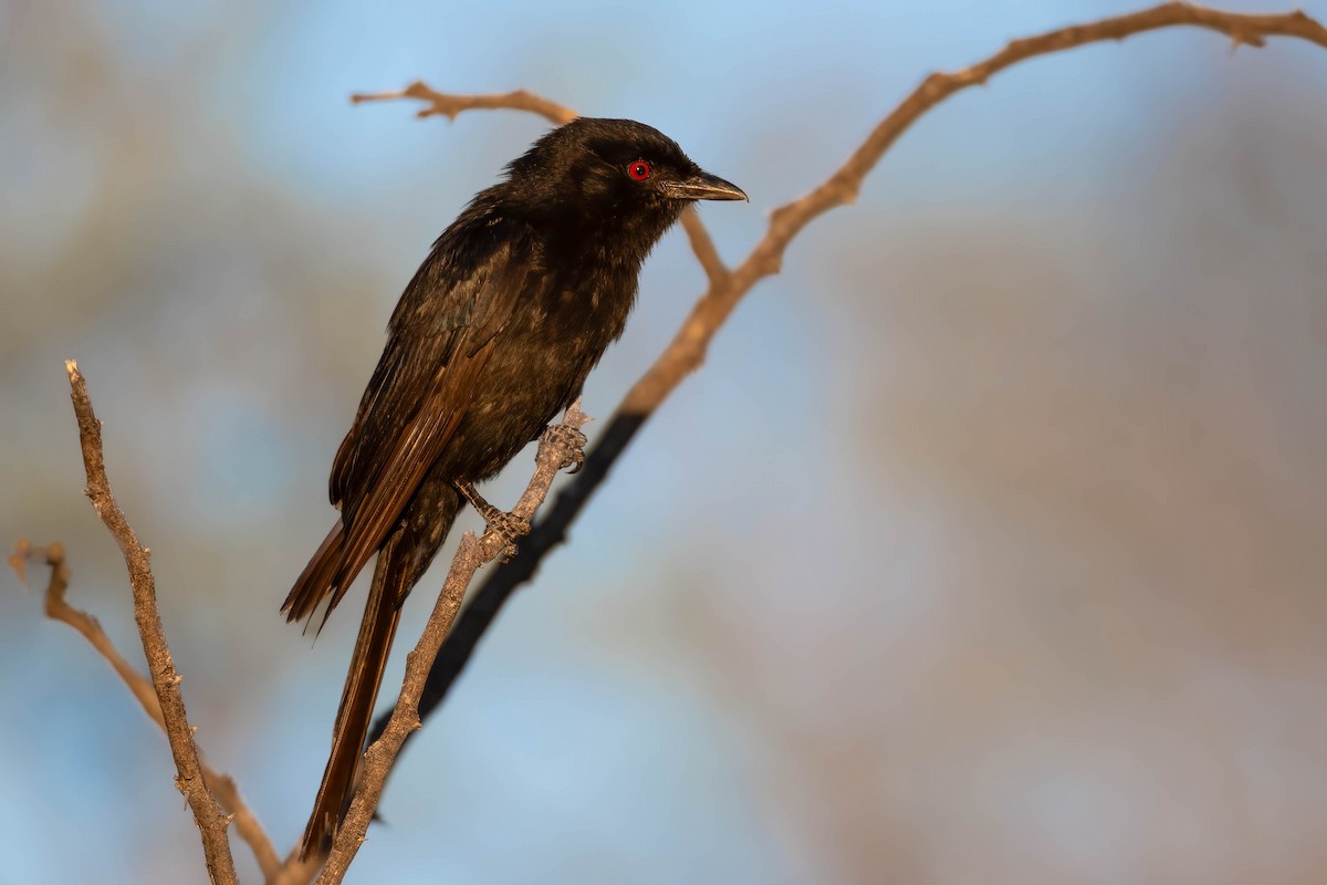 Fork-tailed Drongo - ML616928068