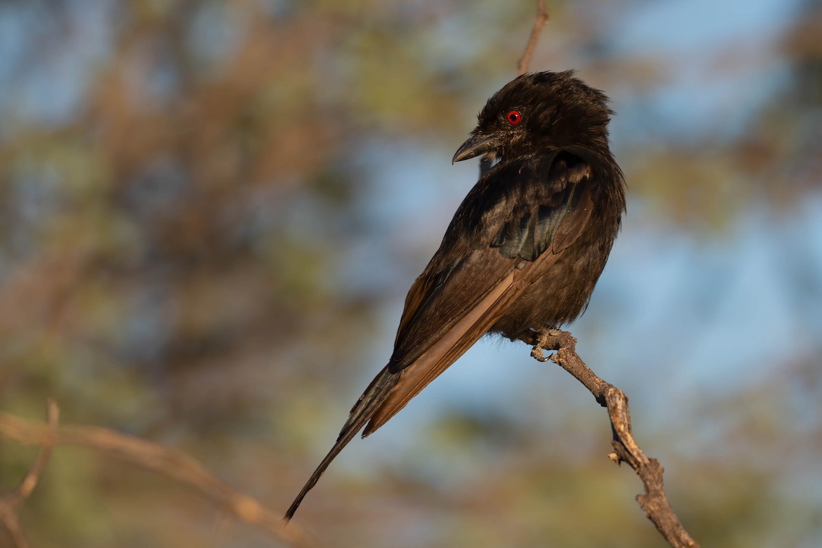 Fork-tailed Drongo - ML616928069