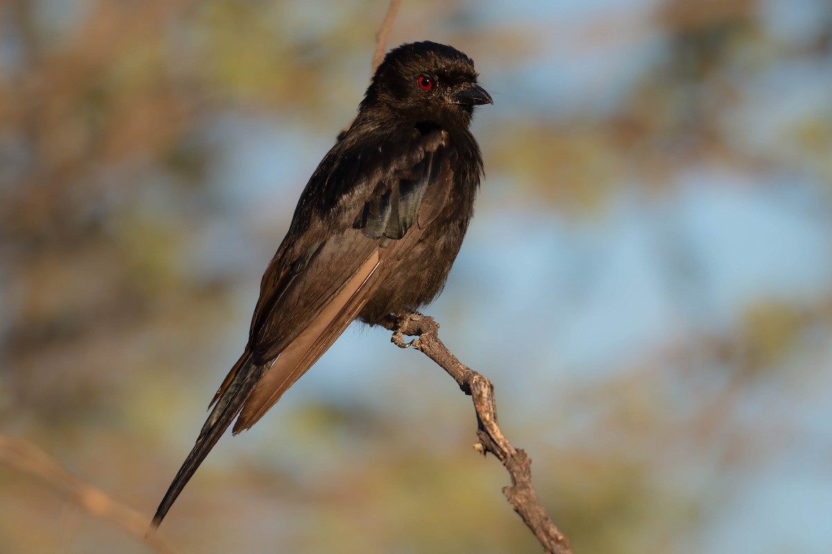 Fork-tailed Drongo - ML616928070