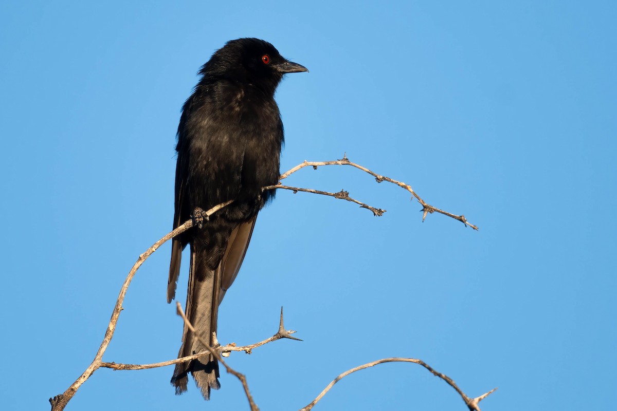 Fork-tailed Drongo - ML616928071