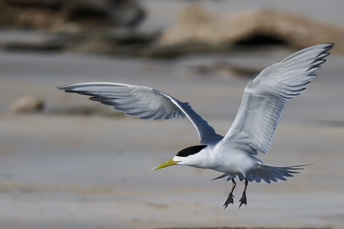 Great Crested Tern - ML616928262