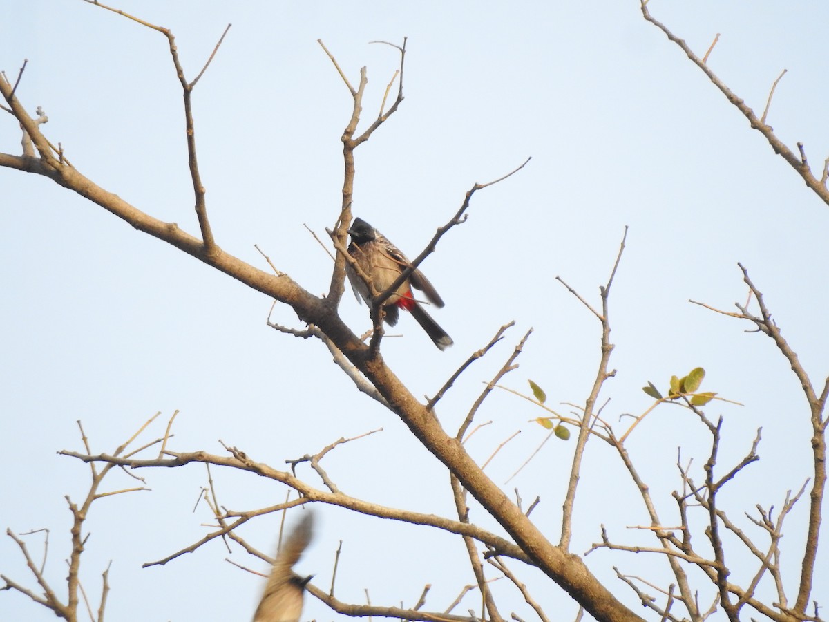Red-vented Bulbul - ML616928386