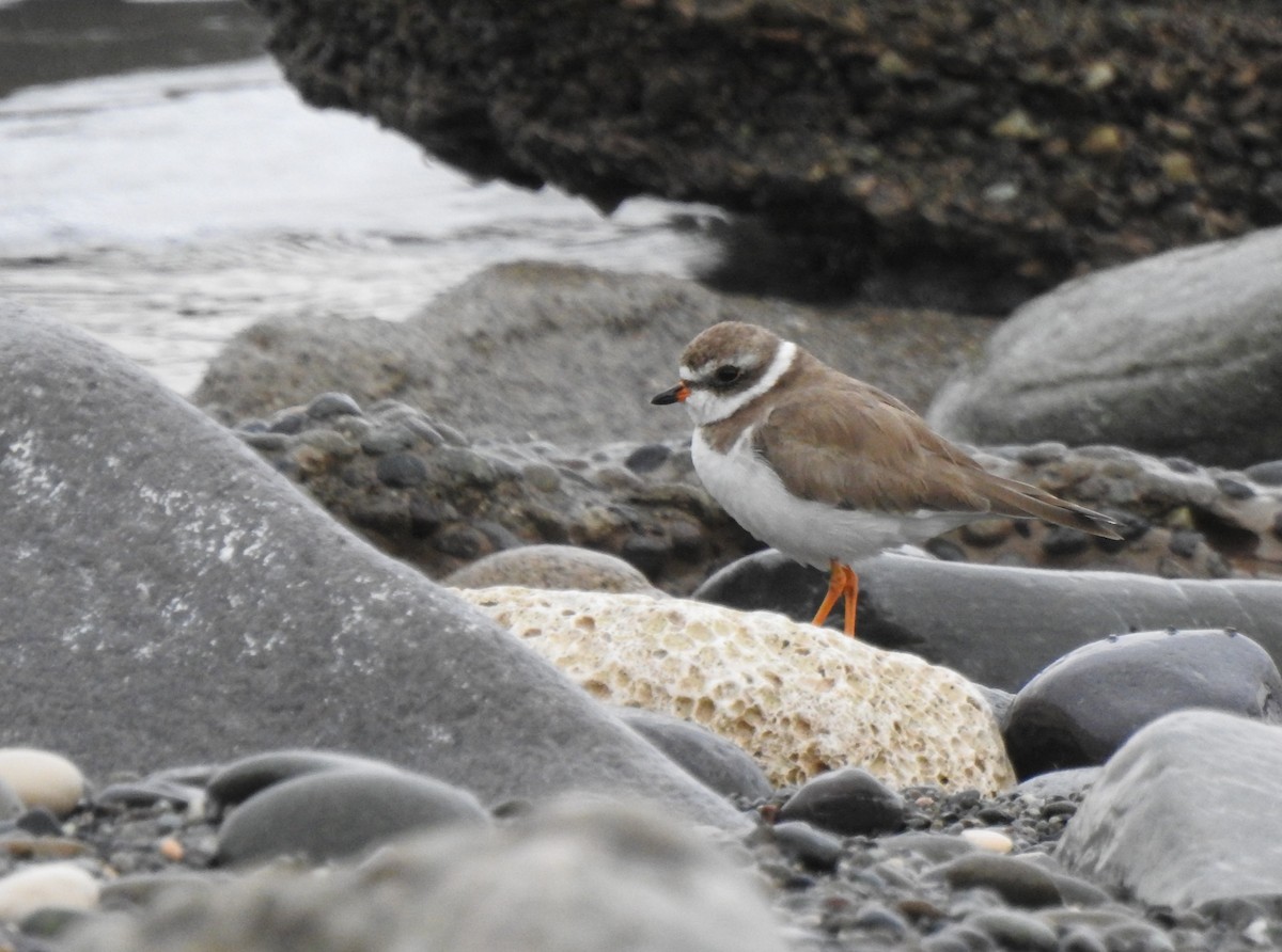Semipalmated Plover - ML616928419