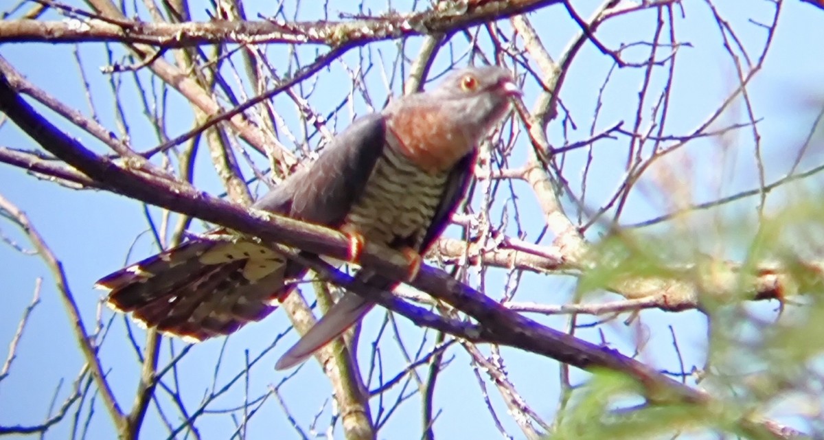 Red-chested Cuckoo - ML616928575
