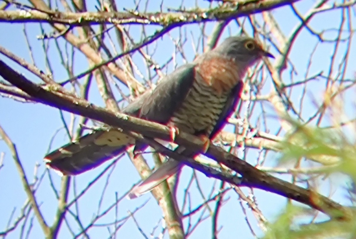 Red-chested Cuckoo - ML616928619