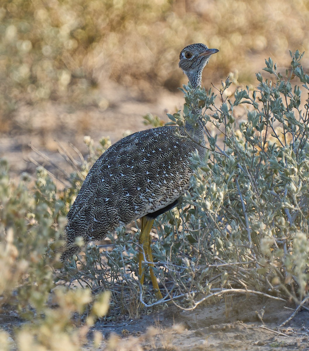 Red-crested Bustard - ML616928832