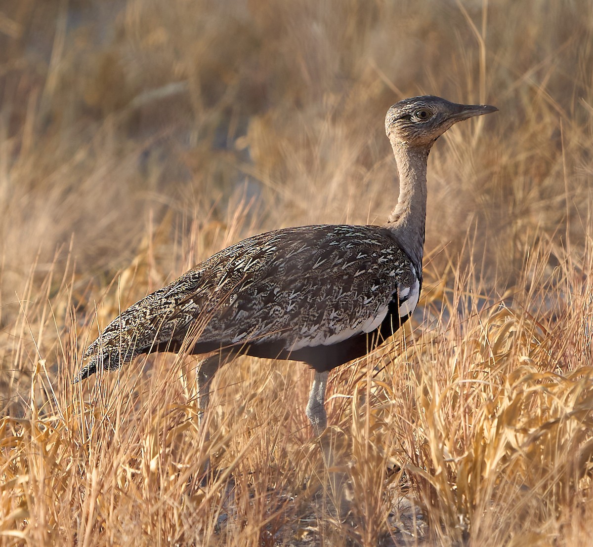 Red-crested Bustard - ML616928884