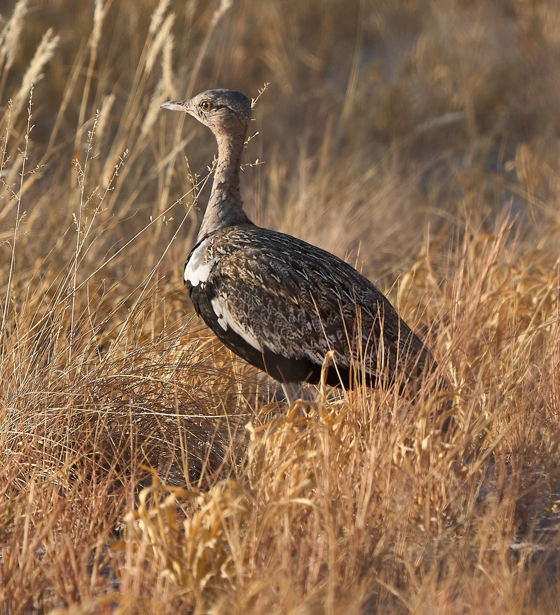 Red-crested Bustard - ML616928885