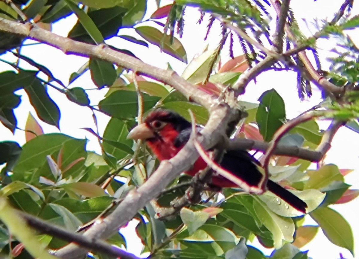 Double-toothed Barbet - ML616928965