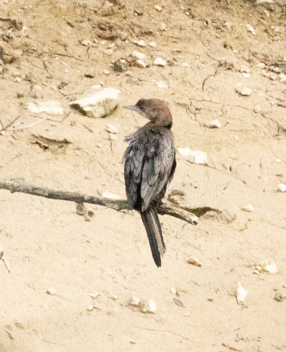 Pygmy Cormorant - ML616929136