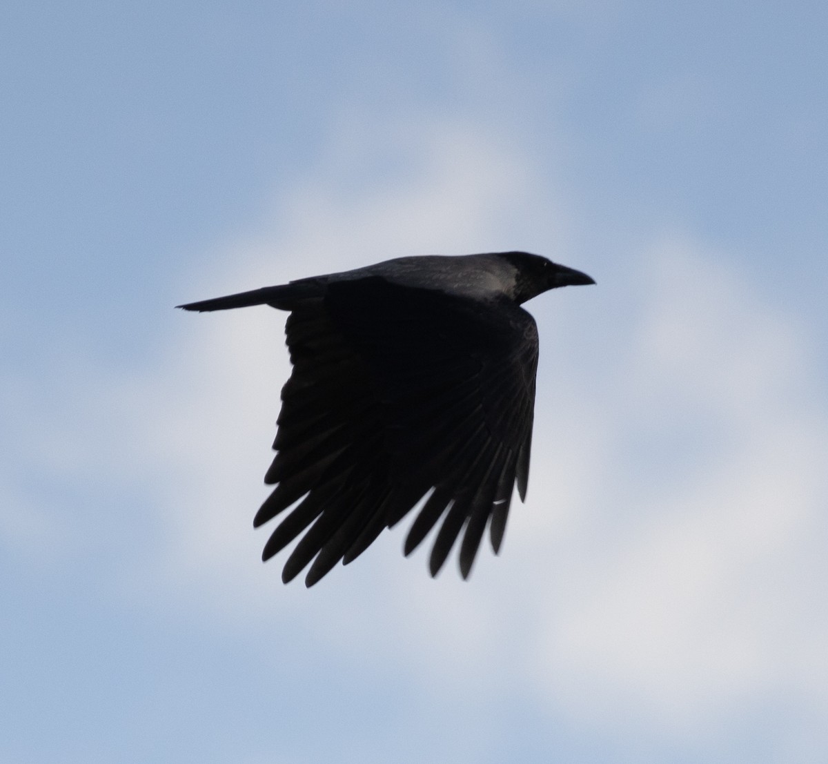 Hooded Crow - ML616929152